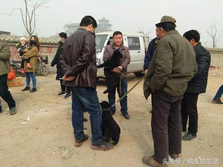 真实拍摄：唐山最大狗狗市场马犬低价无人敢买土狗5元抱走