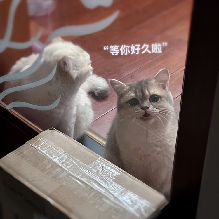 猫咪爱一个人的时候会有这些表现不要忽视了！