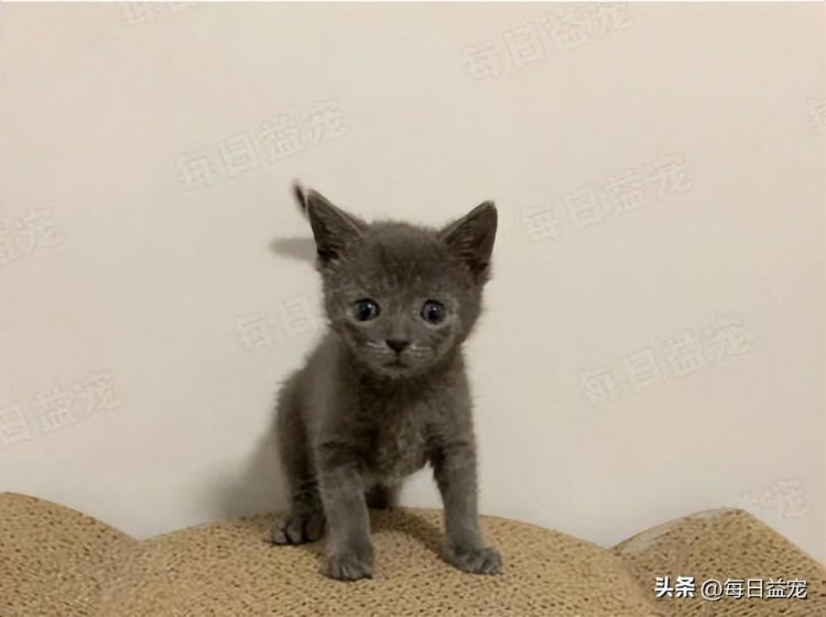 路边捡到几只小奶猫其中一只价值不菲好心总会带来好运