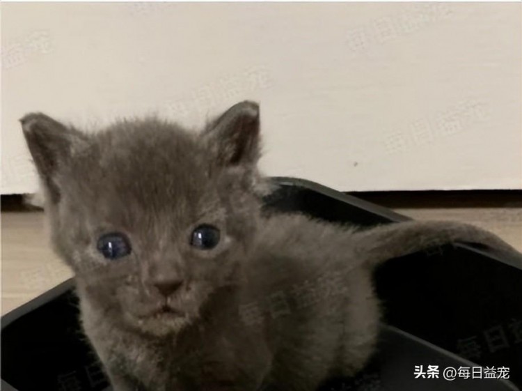 路边捡到几只小奶猫其中一只价值不菲好心总会带来好运