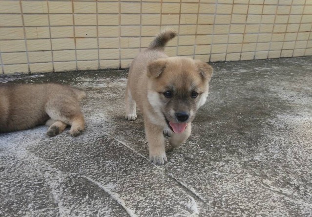 土狗不给托运只能开摩托车回家过年